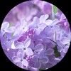 lilac212
